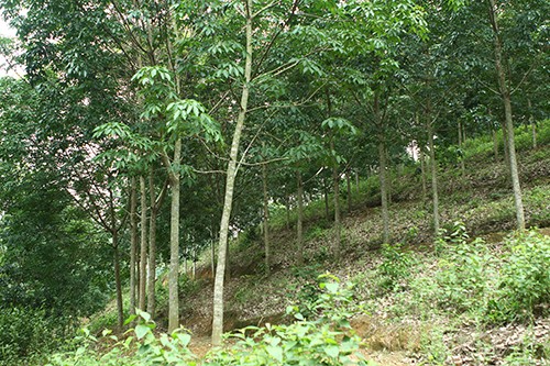 Tỉnh Điện Biên giảm nghèo từ cây cao su - ảnh 2